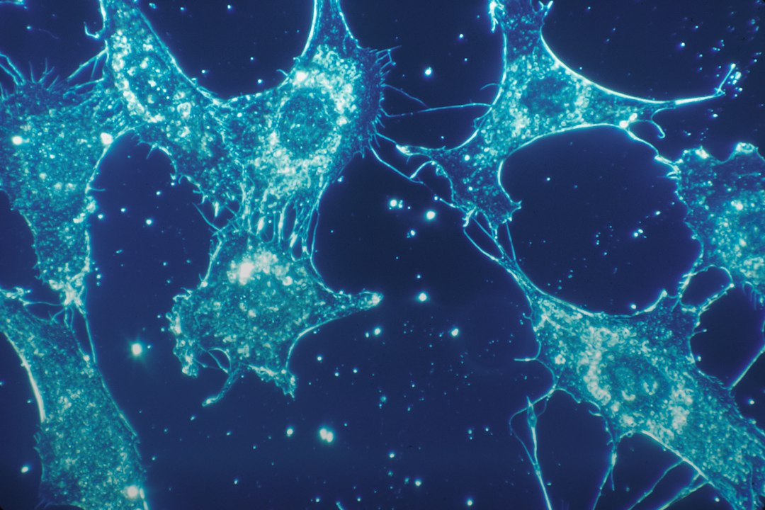 Microscopic view of cultured human cells relevant to cell biology and gene therapy research